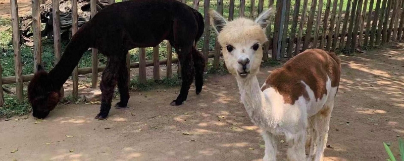 老铁山单日记录迁徙猛禽过万只 文化中国行看黄渤海候鸟栖息地