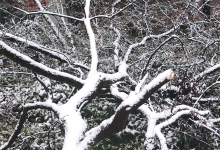 牧区雪灾发生的主要原因  牧区雪灾的危险