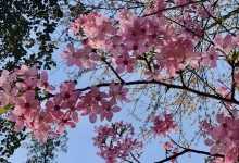 2024重庆主城看樱花的地方推荐 重庆最全赏樱攻略