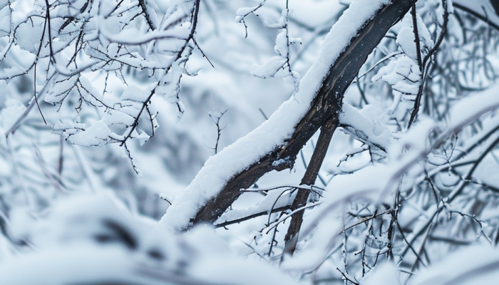 2025年2月18日国外天气预报：美国加拿大仍有强雨雪天气