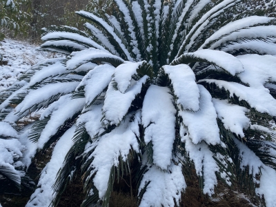 小雪的节气特点