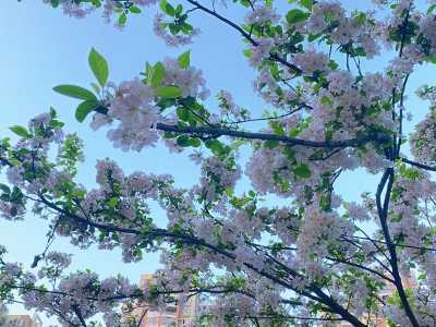 武汉大学樱花即将进入盛花期 周末每天预约限额4万人