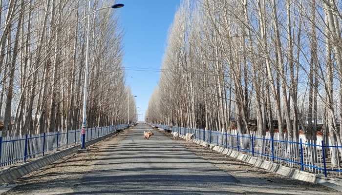 黑龙江省尚志市发布道路冰雪黄色预警 降雪期间平均风力4-5级