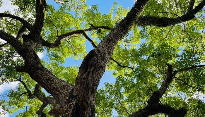 一棵树的“死亡通知” 园林局回应等待砍伐许可的批准