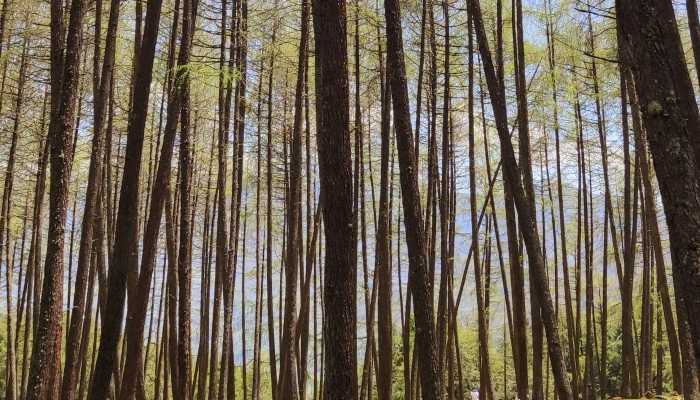 森林环境的多样性  森林生态系统的特征