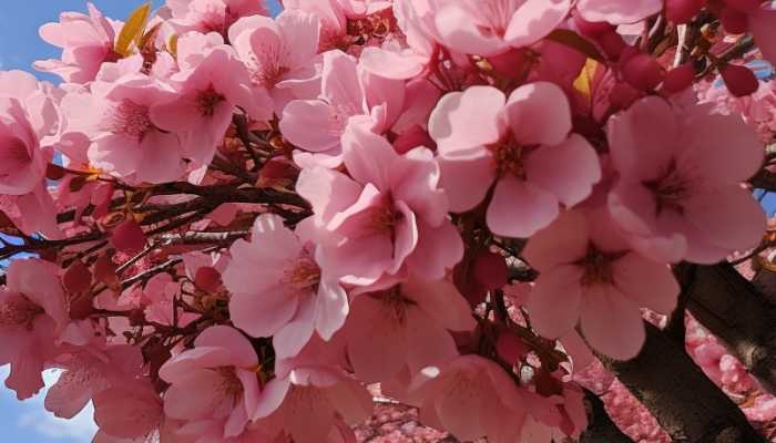 2024昆明洛龙公园樱花节活动时间 2024昆明洛龙公园樱花节活动地点