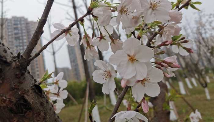 武汉大学樱花即将进入盛花期 周末每天预约限额4万人