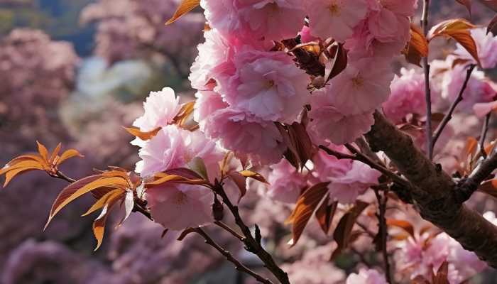 2024上海樱花节3月11日开幕 2024上海樱花节赏樱攻略