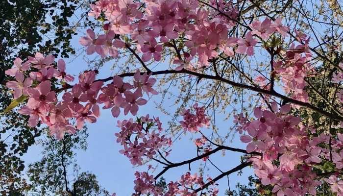 2024年上海樱花节什么时候举行 2024年上海樱花节在哪里举行
