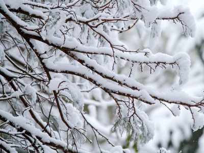 小雪节气的特点和风俗