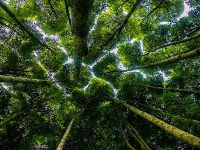 森林的生态环境功能减退的原因 森林生态系统具有什么作用