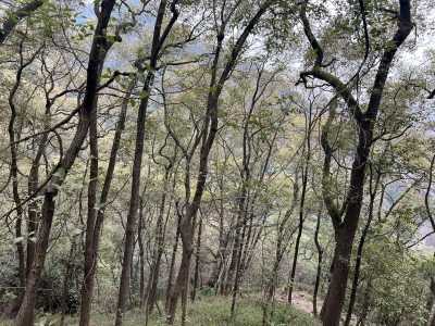 森林生物多样性减少的原因 森林生物多样性的特点