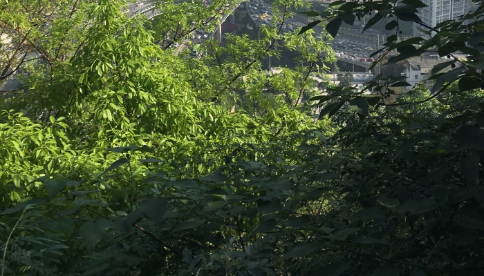 华山到底有多险 华山的景点有哪些