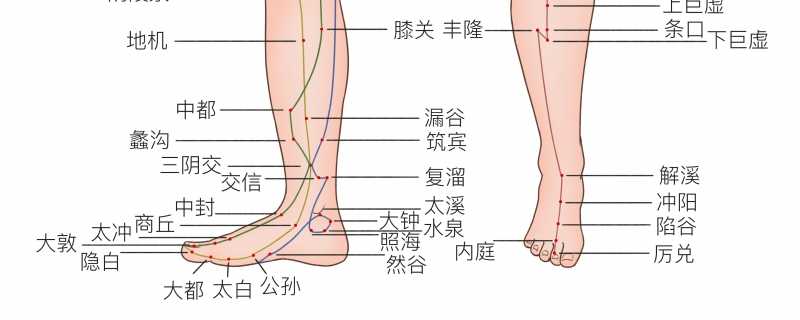 腿上有哪些穴位