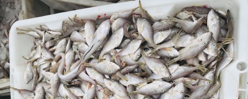 海鱼和菠菜能一起吃吗