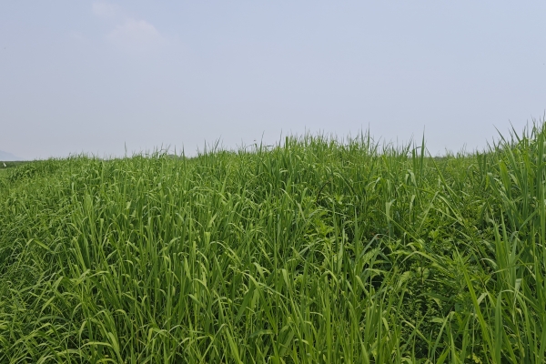 四种野菜最易引发中毒