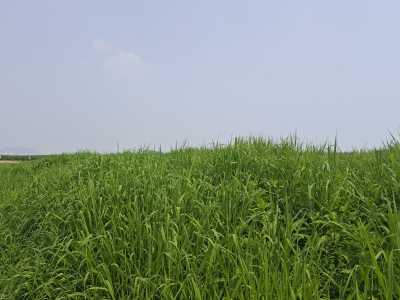 草地资源总量与分布 草地和草地资源的异同