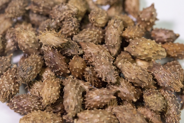 苍耳子的功效与作用、禁忌和食用方法