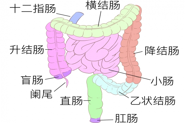 包头东大肛肠专科医院地址