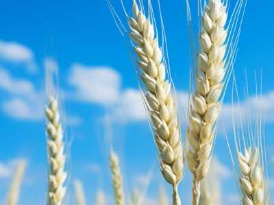  Henan has harvested 55.601 million mu of wheat Xinyang Zhumadian is the first to win