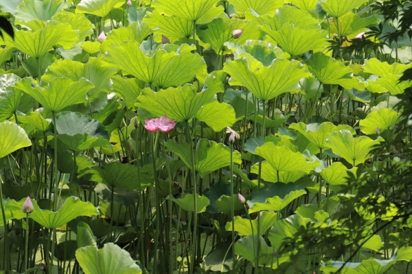 夏至的寓意和象征