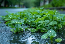 未来三天河北大部降雨频繁 局地雨势猛烈并伴有强对流天气