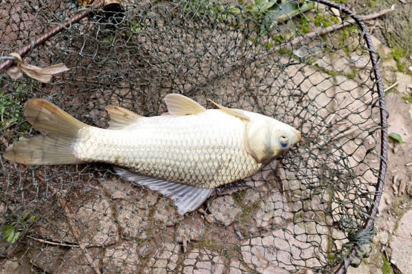 鯽魚(yú)湯的功效與作用、禁忌和食用方法