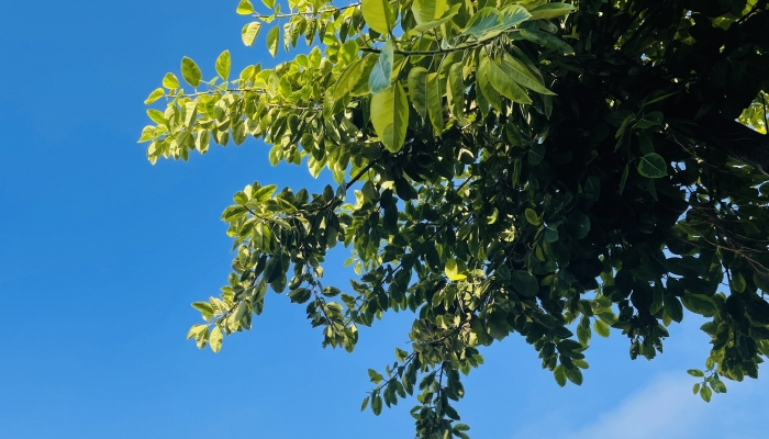 二十四节气之立夏 立夏这天的习俗活动