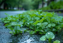 北京今天早晨至白天降雨持续 最高气温将降至20℃