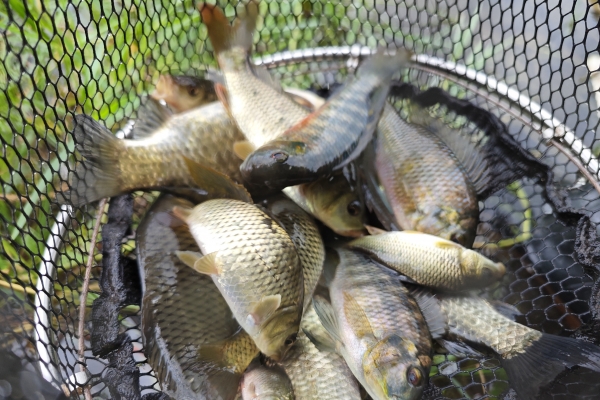 草魚的功效與作用、禁忌和食用方法