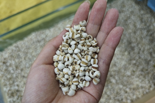 小滿是什么意思