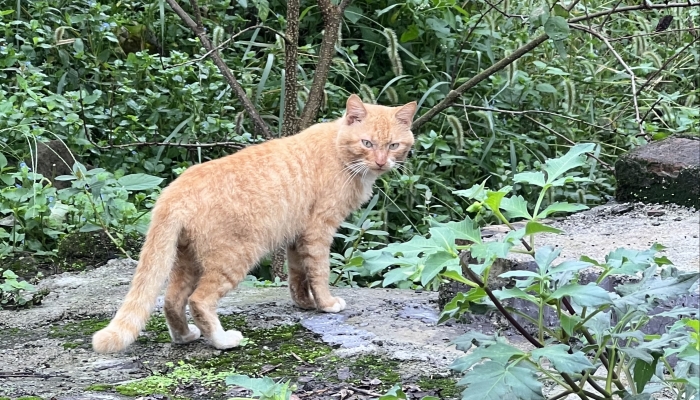 六月六浴猫狗 为什么要在六月六日浴猫狗