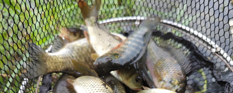 尿酸高可以吃草魚嗎