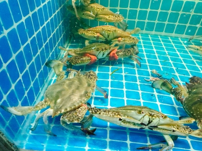 梭子蟹有阿米巴原蟲嗎，能吃嗎