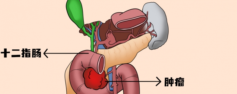 十二指肠在人体的什么位置