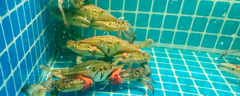 梭子蟹有阿米巴原蟲嗎，能吃嗎}