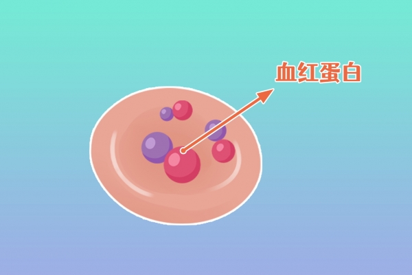 血紅蛋白濃度偏高是什么意思