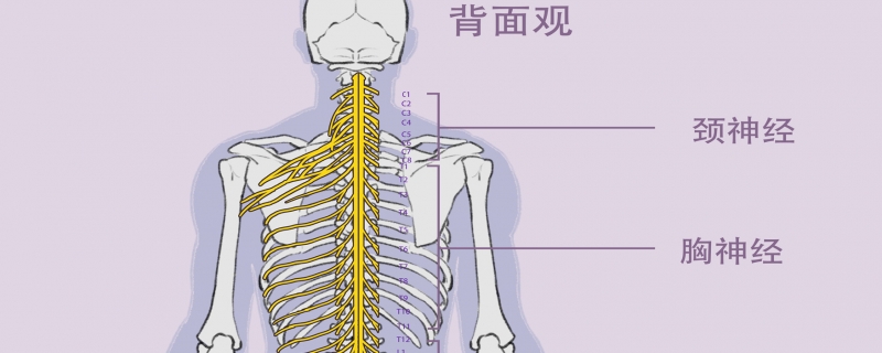 脊髓有兩個(gè)膨大分別是什么}