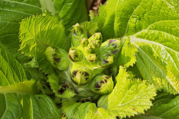 苔菜的營(yíng)養(yǎng)價(jià)值和功效