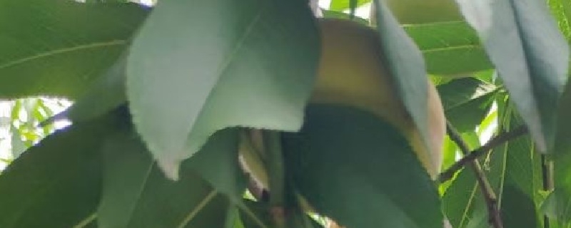 水蜜桃上火嗎