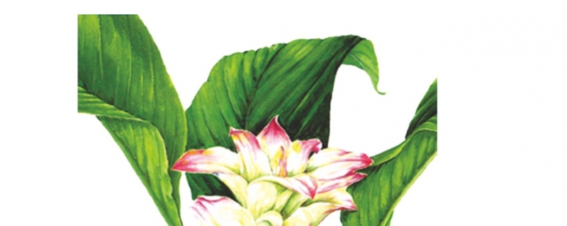 姜黄可以泡水喝吗}