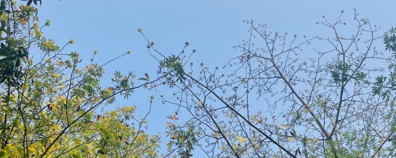 今年為什么有閏六月