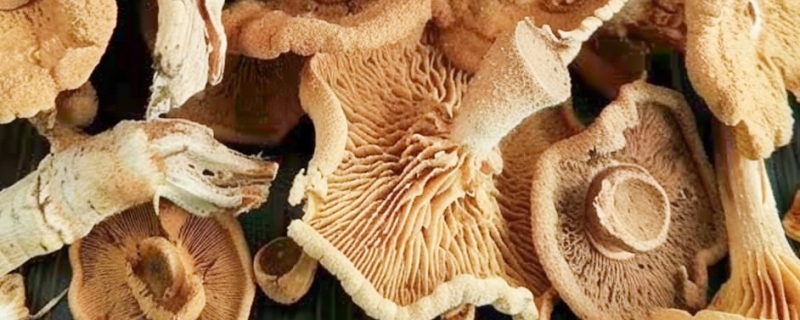羊肚菌的吃法和做法有哪些