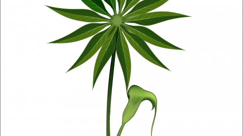 生天南星的毒性大吗