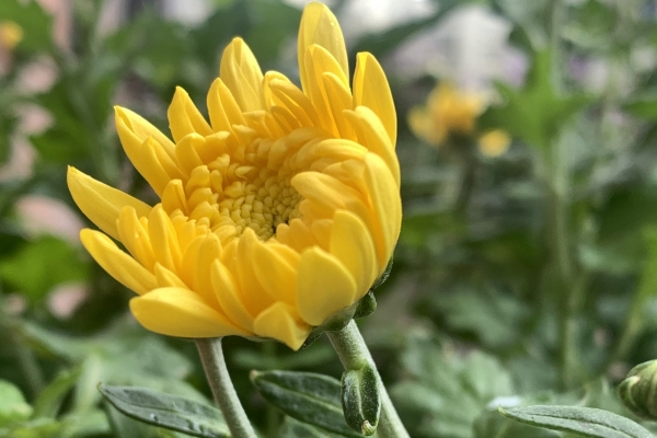 菊花茶有什么好處