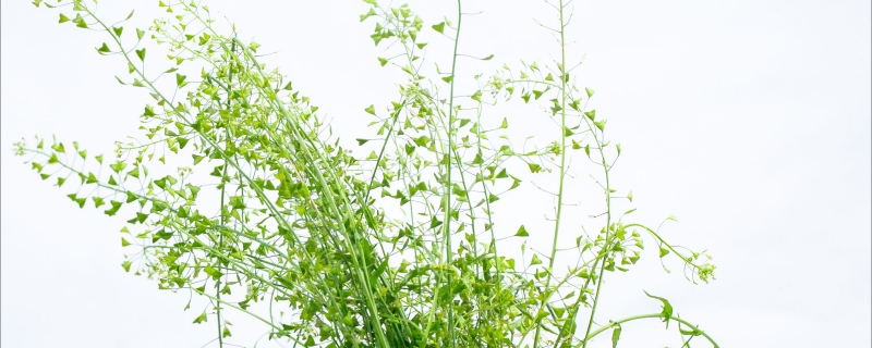 薺菜是什么菜