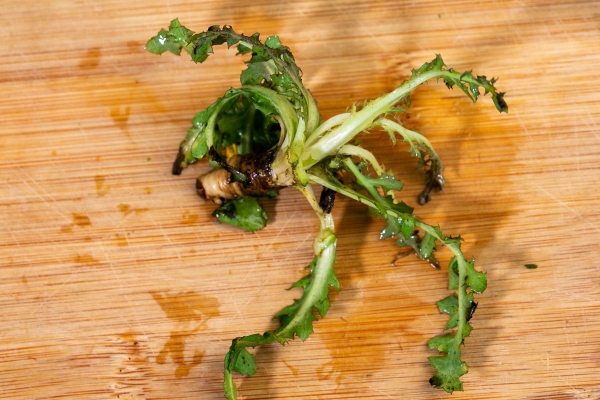 荠菜饺子馅怎么做