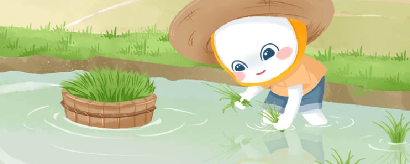 什么时候芒种
