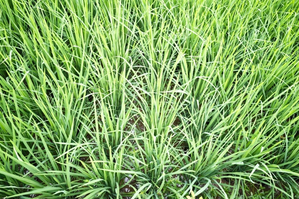 一般水稻田里有食腦蟲嗎