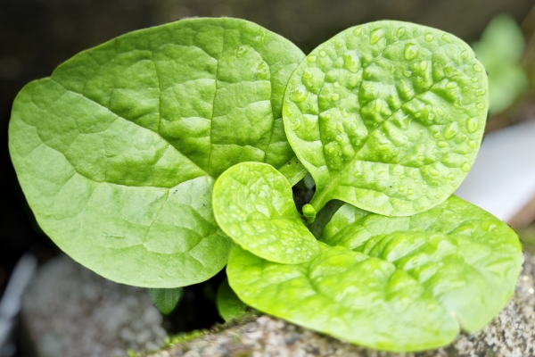 木耳菜需要焯水嗎